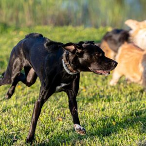 Dog Bites in Florida: Legislative Measures for Protection