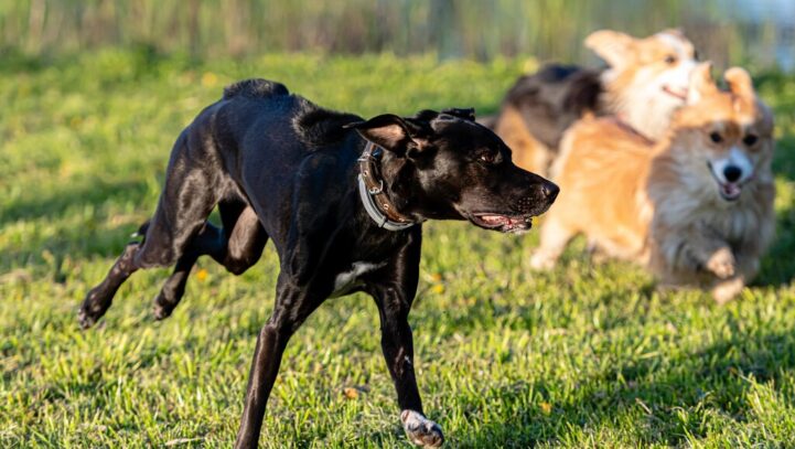 Dog Bites in Florida: Legislative Measures for Protection